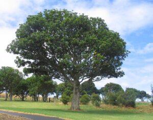 Ash tree