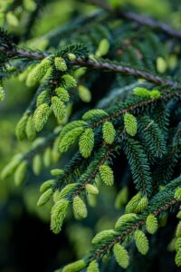 Conifer