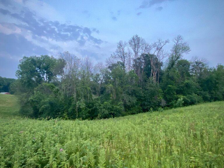 EAB trees