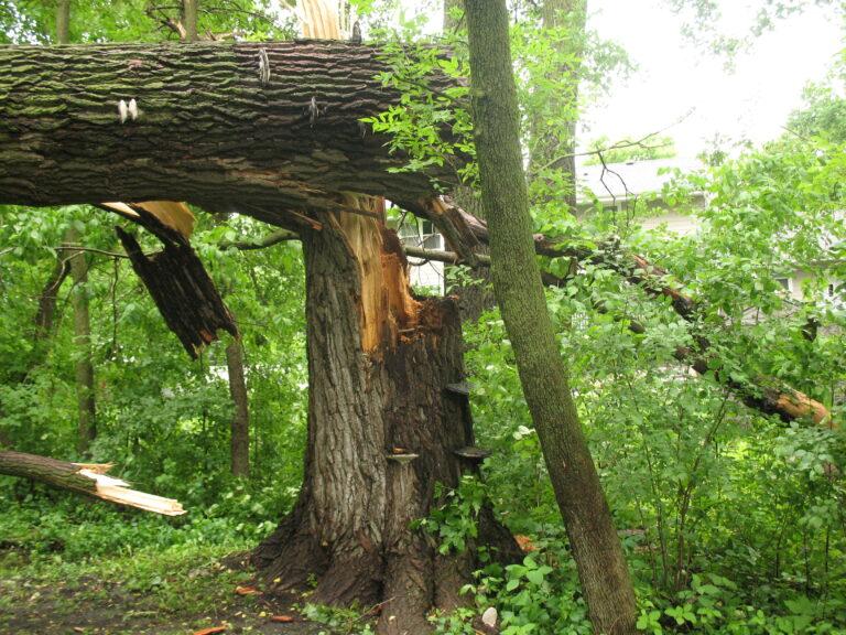 Dangerous Tree