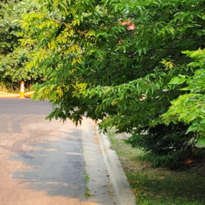 Shorewood Street