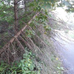 Shorewood’s Disappearing Roads & Intersections