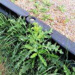 Invasive weeds