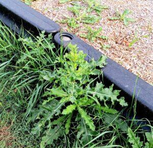 Invasive weeds