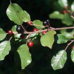 Buckthorn