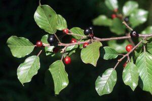 Buckthorn