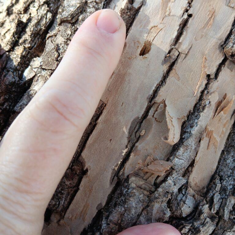 Emerald Ash Borer