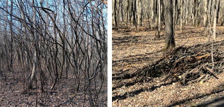 Buckthorn composite