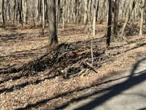 Buckthorn