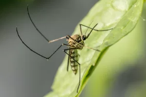 Close Up Photo of a Mosquito