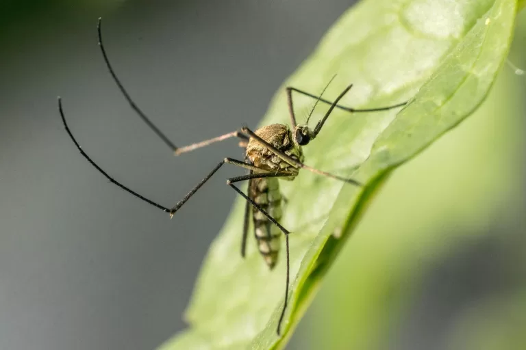 Close Up Photo of a Mosquito