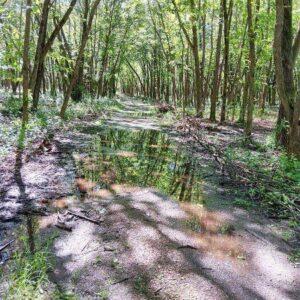 Flooded trail