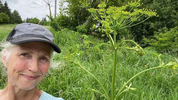 Wild Parsnip