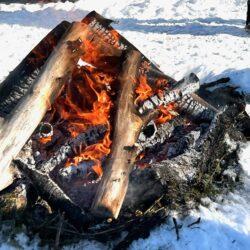 arctic fever