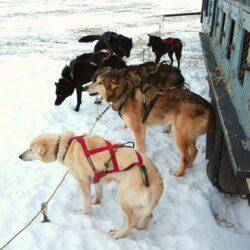 arctic fever