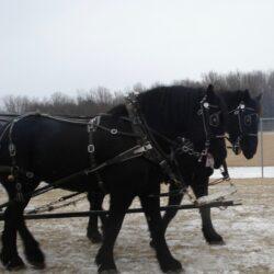 horses