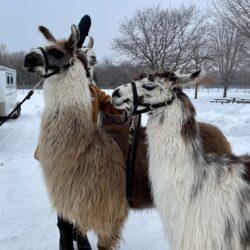 alpacas