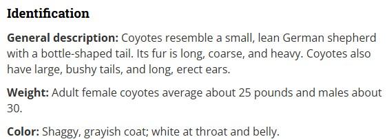 coyote description