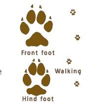 coyote paw prints