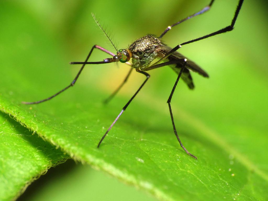 mosquito