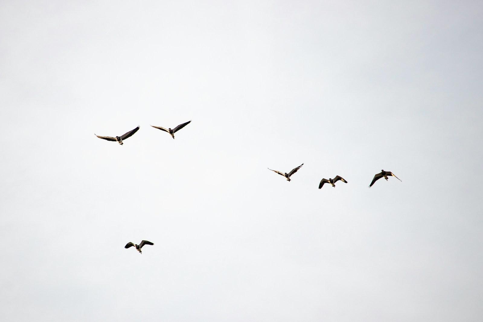 flock of birds flying under white clouds during daytime